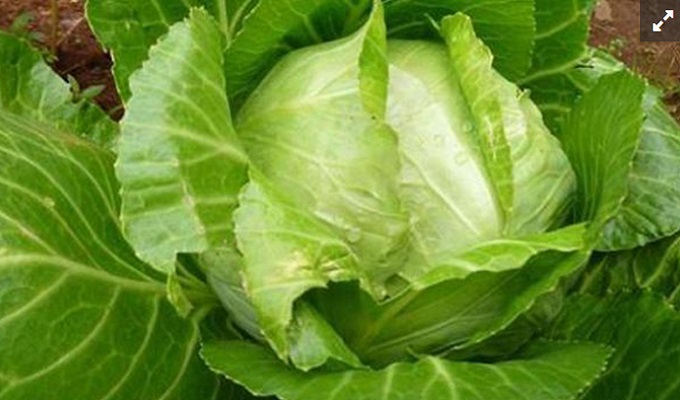 ফাইল ছবি।