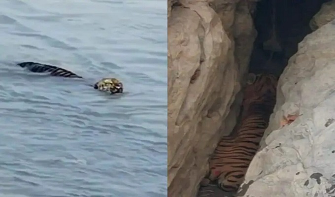 ব্রহ্মপুত্রে সাঁতরে ১২০ কি.মি. পাড়ি দিলো রয়্যাল বেঙ্গল টাইগার! 