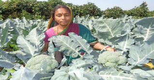 গোপালগঞ্জে রবি মৌসুমে চাষাবাদের পরিকল্পনা গোপালগঞ্জে রবি মৌসুমে চাষাবাদের পরিকল্পনা
