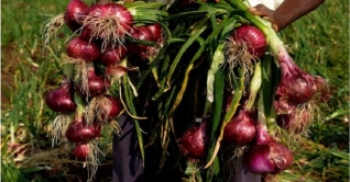 পেঁয়াজ সবজি নাকি মশলা, জেনে নিন ৮ তথ্য পেঁয়াজ সবজি নাকি মশলা, জেনে নিন ৮ তথ্য