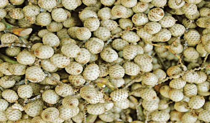 ফাইল ছবি।