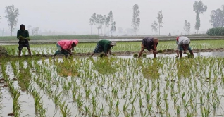 বগুড়ায় শীত উপেক্ষা করে বোরো চাষ শুরু বগুড়ায় শীত উপেক্ষা করে বোরো চাষ শুরু