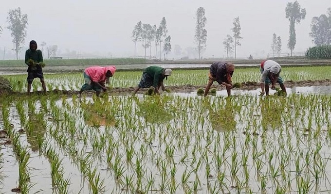বগুড়ায় শীত উপেক্ষা করে বোরো চাষ শুরু 