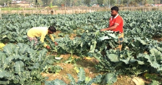 জয়পুরহাটে ব্রকলি চাষে স্বপ্ন বুনছেন কৃষকরা জয়পুরহাটে ব্রকলি চাষে স্বপ্ন বুনছেন কৃষকরা