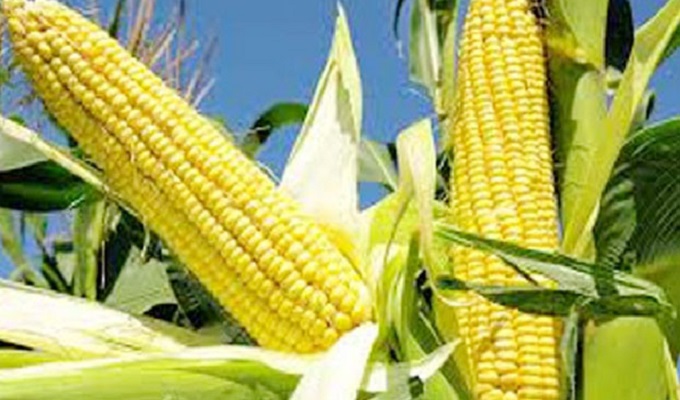 ফাইল ছবি।