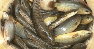 ভোলায় দেশি প্রজাতির বিভিন্ন মাছের চাষ হচ্ছে ভোলায় দেশি প্রজাতির বিভিন্ন মাছের চাষ হচ্ছে