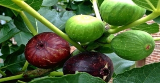 ঠাকুরগাঁওয়ে চাষ হচ্ছে মরুভূমির ত্বীন ফল ঠাকুরগাঁওয়ে চাষ হচ্ছে মরুভূমির ত্বীন ফল