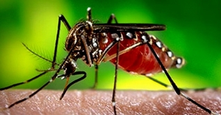 গত ২৪ ঘন্টায় দেশে ডেঙ্গু আক্রান্ত ২১