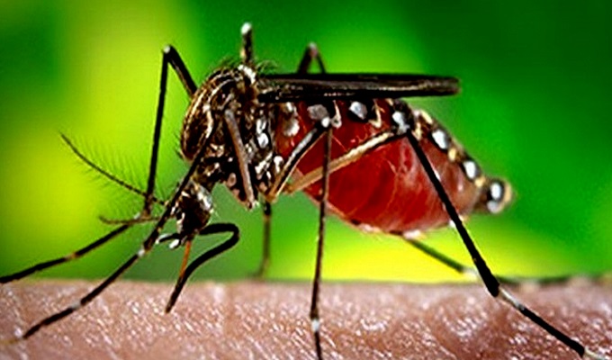 গত ২৪ ঘন্টায় দেশে ডেঙ্গু আক্রান্ত ২১