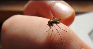 মশা কিছু মানুষকে বেশি কামড়ায়! কেন?
