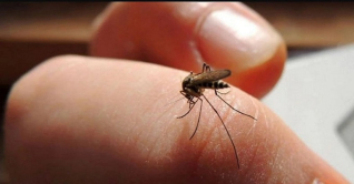 ডেঙ্গুতে ২ জনের মৃত্যু, হাসপাতালে ভর্তি ৩৪৪