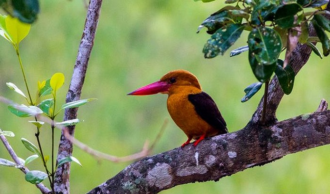 মেঘহও মাছরাঙা, ছবি : মোস্তাফিজুর রহমান
