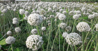 মেহেরপুর: ১২৫ কোটি টাকার পেঁয়াজ বীজ উৎপাদনের সম্ভাবনা