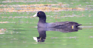 মেহেরপুরের খাল-বিল মুখরিত অতিথি পাখির কলকাকলিতে মেহেরপুরের খাল-বিল মুখরিত অতিথি পাখির কলকাকলিতে