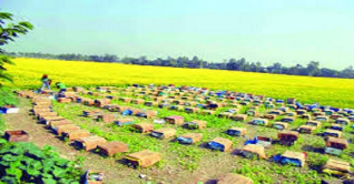 বগুড়ায় দ্রুত জনপ্রিয় হয়ে উঠছে মৌ-চাষ