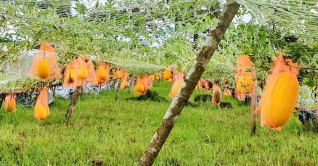 ভোলায় রঙিন তরমুজ চাষ কৃষকের মাঝে সাড়া ফেলেছে ভোলায় রঙিন তরমুজ চাষ কৃষকের মাঝে সাড়া ফেলেছে