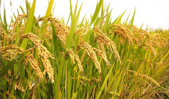 ফাইল ছবি।