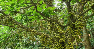 বি.বাড়িয়ার বিজয়নগরে লটকনের বাম্পার ফলন 