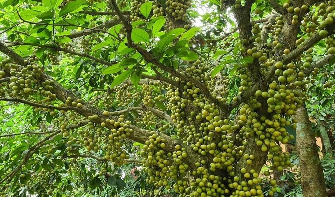 বি.বাড়িয়ার বিজয়নগরে লটকনের বাম্পার ফলন 
