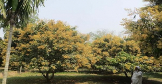 পঞ্চগড়ে লিচুর মুকুলে ভরে গেছে বাগান 