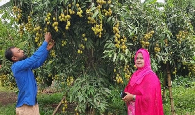 শ্রীপুর উপজেলার একটি লিচু বাগানে কৃষি কর্মকর্তা কৃষিবিদ সুমাইয়া সুলতানা বন্যা।