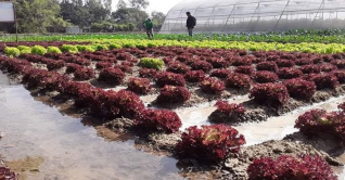 জয়পুরহাটে বাণিজ্যিকভাবে লেটুস চাষ, লাভবান কৃষক জয়পুরহাটে বাণিজ্যিকভাবে লেটুস চাষ, লাভবান কৃষক