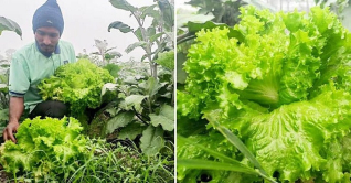 কুমিল্লায় লেটুসপাতা চাষে কৃষকদের আগ্রহ বাড়ছে কুমিল্লায় লেটুসপাতা চাষে কৃষকদের আগ্রহ বাড়ছে