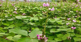 যশোরে শীতকালীন সবজির আগাম চাষ