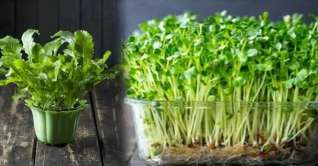 বাড়ির ভেতরই লাগান ৪ ধরনের শাক সবজি বাড়ির ভেতরই লাগান ৪ ধরনের শাক সবজি