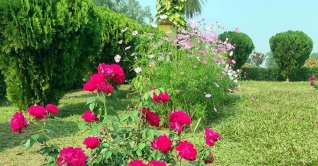 রঙ বেরঙয়ের বাহারি ফুলে সেজেছে শালবন বিহার রঙ বেরঙয়ের বাহারি ফুলে সেজেছে শালবন বিহার