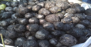 মজাদার সবজি হিসেবে বেশ সমাদৃত শালুক