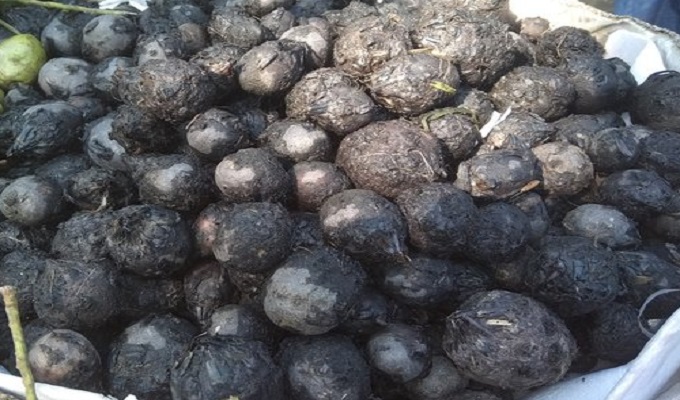 মজাদার সবজি হিসেবে সমাদৃত শালুক