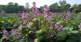 জয়পুরহাটে ব্যাপকহারে সবজি চাষের পরিকল্পনা