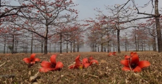 আজ তাহিরপুরের শিমুল বাগানে পর্যটকদের ঢল