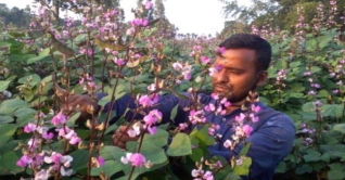 দিনাজপুরে ব্যাপক পরিসরে শিম চাষের লক্ষ্য