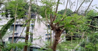 নাটোরে মুগ্ধতা ছড়াচ্ছে সবুজাভ সজনে গাছ