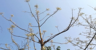 সজনে ফুলের মজাদার বড়া, চচ্চড়ি এবং ভাজি সজনে ফুলের মজাদার বড়া, চচ্চড়ি এবং ভাজি