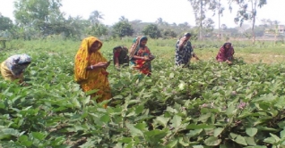 কুমিল্লায় গড়ে উঠেছে বিষমুক্ত সবজি গ্রাম