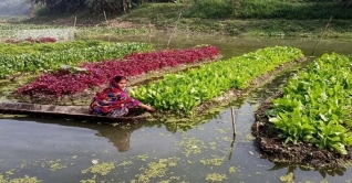 হরিহর নদে ভাসমান সবজি চাষে স্বপ্ন বুনছে কৃষাণীরা হরিহর নদে ভাসমান সবজি চাষে স্বপ্ন বুনছে কৃষাণীরা