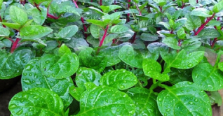 ভোলায় ১১ হাজার হেক্টর জমিতে শীতকালীন শাক-সবজি চাষ