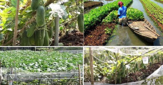 বরিশালে বিষমুক্ত সবজি চাষ এনেছে সমৃদ্ধি