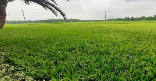 পিরোজপুরে বোরো ক্ষেত এখন সবুজের সমারোহ পিরোজপুরে বোরো ক্ষেত এখন সবুজের সমারোহ