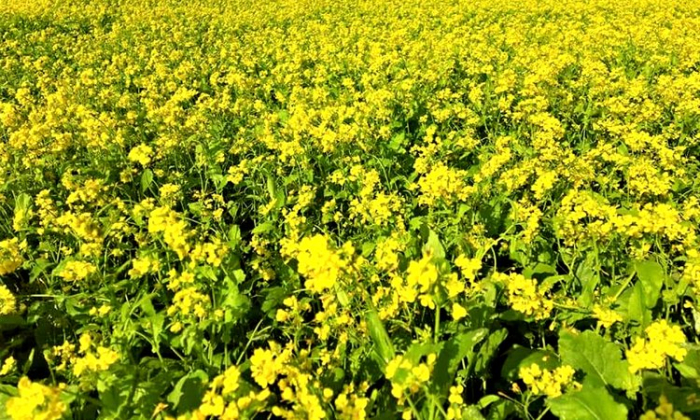 প্রতীকী ছবি