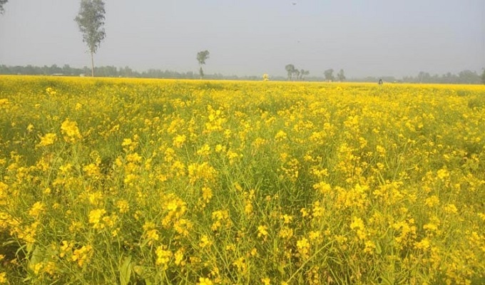 ফাইল ছবি।