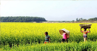 পিরোজপুরে রবিশস্য মৌসুমে কৃষকদের জন্য প্রণোদনা পিরোজপুরে রবিশস্য মৌসুমে কৃষকদের জন্য প্রণোদনা