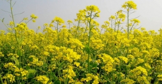 নাটোরে উচ্চ ফলনশীল সরিষার অভিষেক