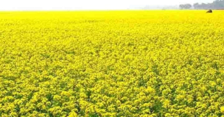 বগুড়ায় লক্ষ্যমাত্রার চেয়ে বেশি জমিতে সরিষা চাষ