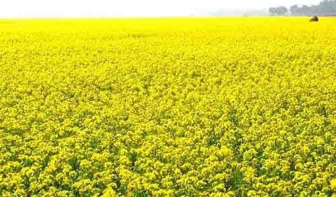 ফাইল ছবি।