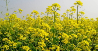 গোপালগঞ্জে ৪১০ হেক্টর জমিতে সরিষা আবাদ গোপালগঞ্জে ৪১০ হেক্টর জমিতে সরিষা আবাদ