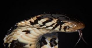 কঙ্গো: সাপের ছোবলে দেড় লাখ মানুষ মারা যায় বছরে কঙ্গো: সাপের ছোবলে দেড় লাখ মানুষ মারা যায় বছরে